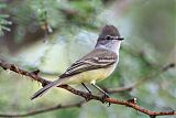 Northern Scrub-Flycatcher